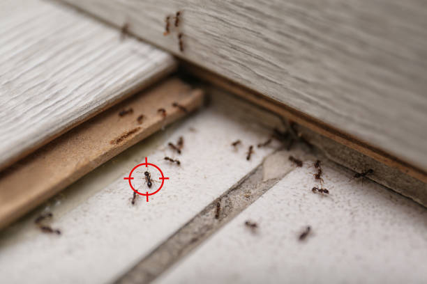 Best Exterminator Services  in Old Greenwich, CT