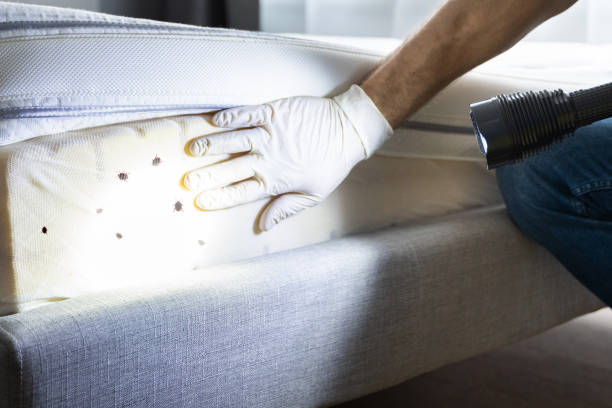 Best Pest Control Near Me in Old Greenwich, CT