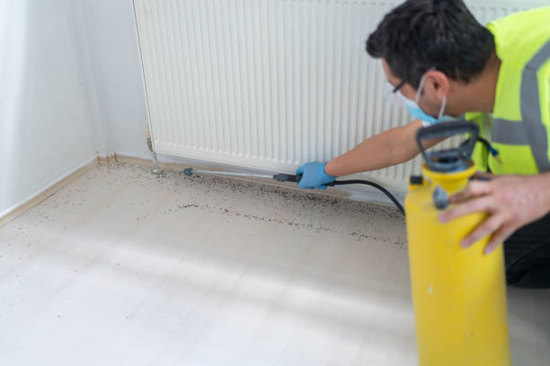 Best Termite Control Services  in Old Greenwich, CT