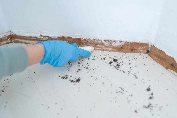 Best Flea Control Services  in Old Greenwich, CT